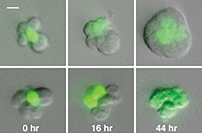Publications · The Gartner Lab · UCSF
