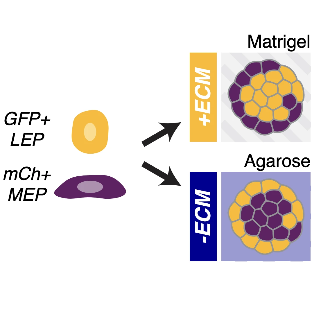Diagram comparing how extracellular matrix placement affects patterned cell organization.