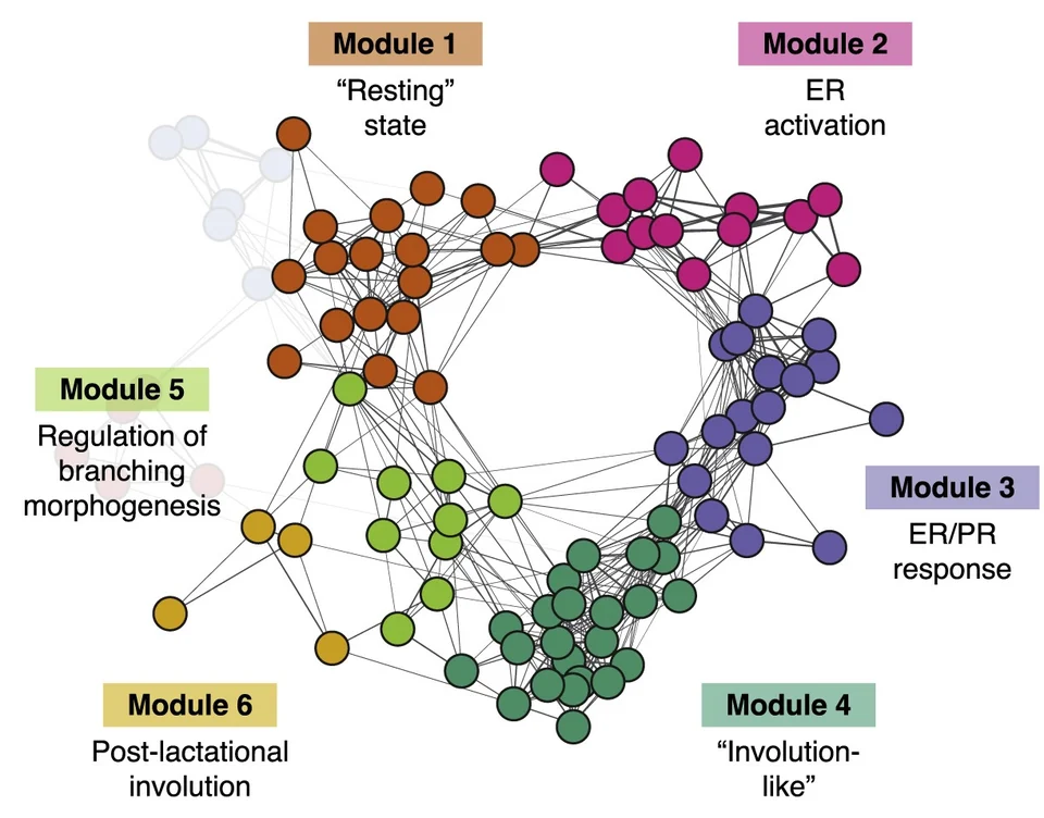 Cell-cell interaction networks in the hormone-responsive human breast