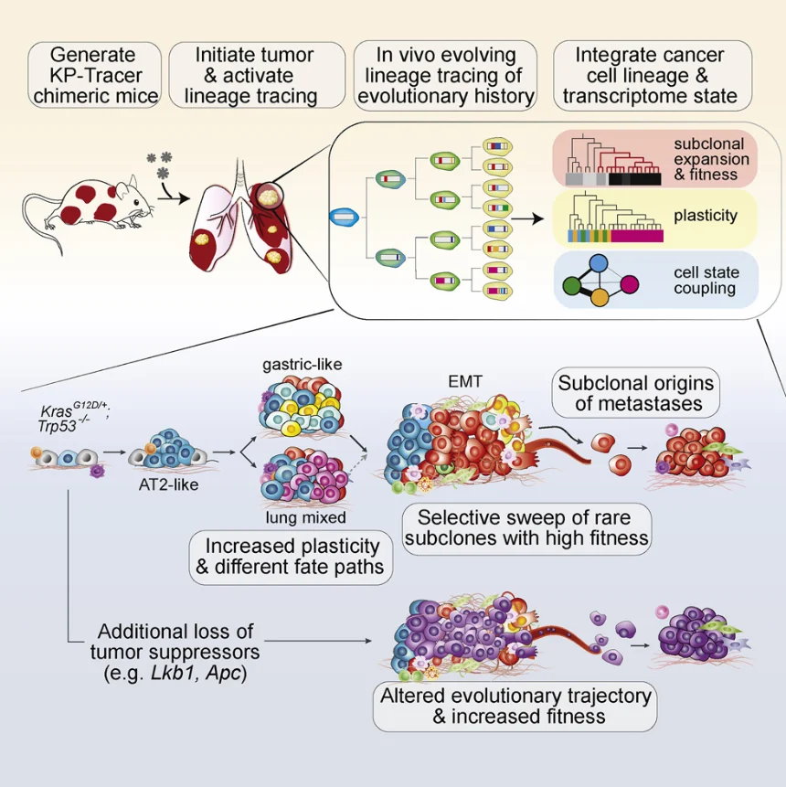 Publication figure for Lineage tracing reveals the phylodynamics, plasticity, and paths of tumor evolution