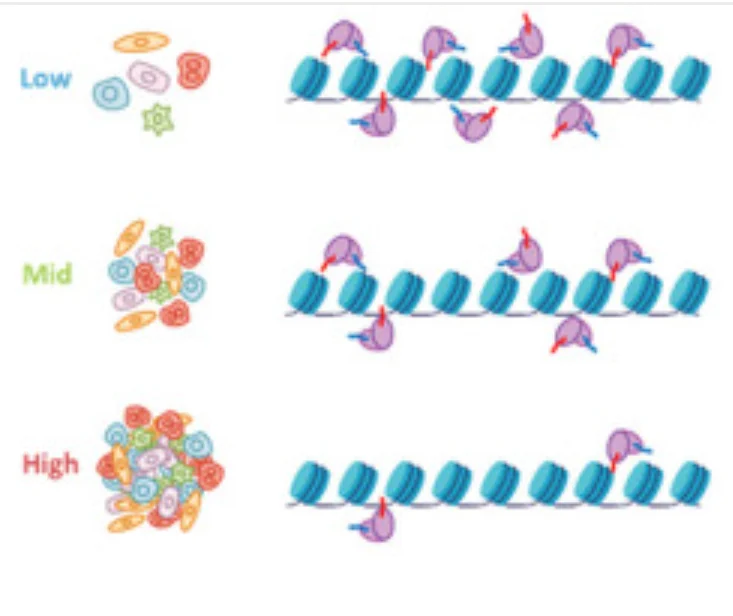 Publication figure for Reducing batch effects in single cell chromatin accessibility measurements by pooled transposition with MULTI-ATAC