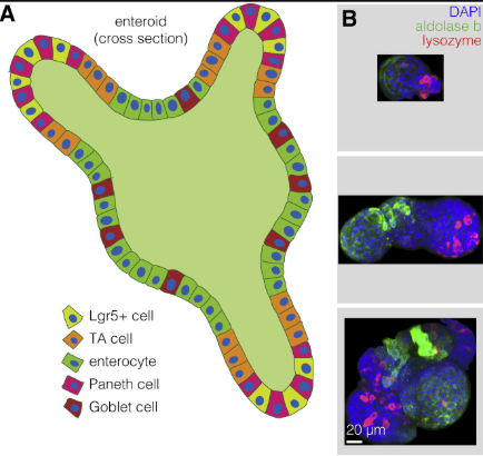 Publication figure for Systematically quantifying morphological features reveals constraints on organoid phenotypes
