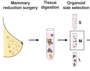 Publication figure for Bisphenol A replacement chemicals, BPF and BPS, induce protumorigenic changes in human mammary gland organoid morphology and proteome