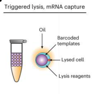 Publication figure for Microfluidics-free single-cell genomics with templated emulsification
