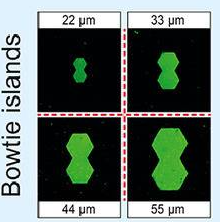 Publication figure for A reductionist approach to determine the effect of cell-cell contact on human epidermal stem cell differentiation