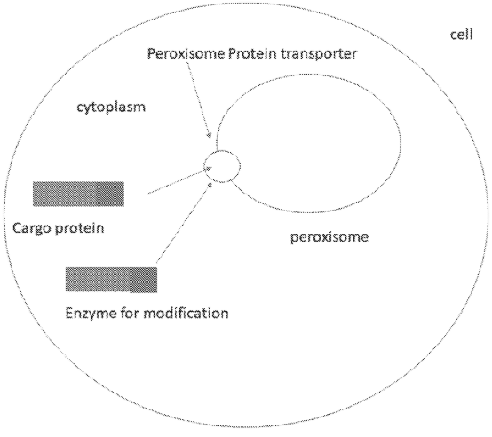 Publication figure for Expression of modified proteins in a peroxisome