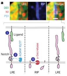 Publication figure for Adherens junctions organize size-selective proteolytic hotspots critical for Notch signalling