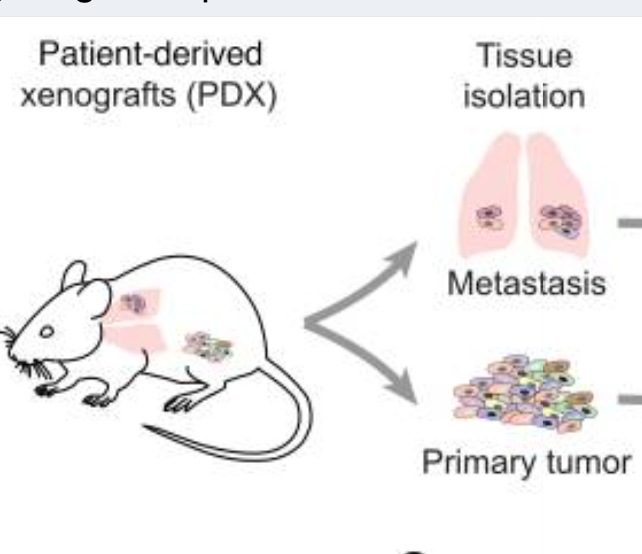 Publication figure for Dissecting the contributions of tumor heterogeneity on metastasis at single-cell resolution