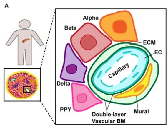 Publication figure for The Spatial Landscape of Extracellular Matrix Gene Expression in Healthy and Type 2 Diabetic Human Pancreas