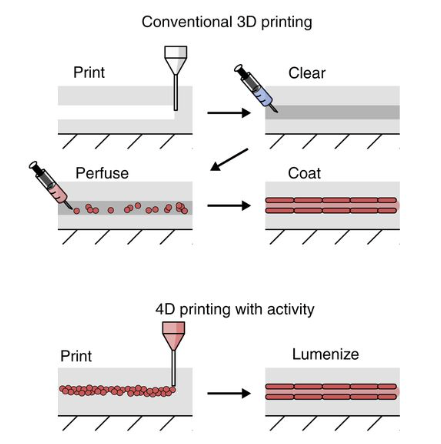 Publication figure for Four-Dimensional Bioprinting: Harnessing Active Mechanics to Build with Living Inks