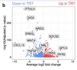 Publication figure for Single cell RNA-sequencing reveals an association between testosterone treatment and reduced hormone signaling in the human mammary gland