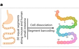 Publication figure for Epithelial zonation along the mouse and human small intestine defines five discrete metabolic domains