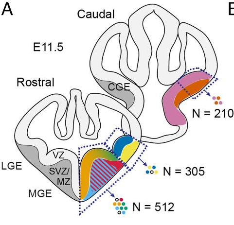 Publication figure for Single cell enhancer activity distinguishes GABAergic and cholinergic lineages in embryonic mouse basal ganglia