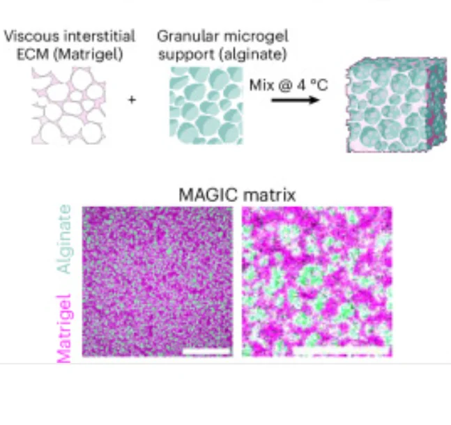 Publication figure for MAGIC matrices: freeform bioprinting materials to support complex and reproducible organoid morphogenesis.