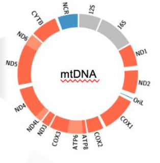 Publication figure for Selection promotes age-dependent degeneration of the mitochondrial genome