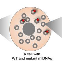 Publication figure for Selfish mutations promote age-associated erosion of mtDNA integrity in mammals