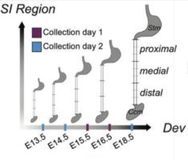 Publication figure for ENS lineage potential is not intrinsically regionalized but is modulated by PTPRZ1 signaling