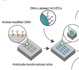 Publication figure for Programming the self-organization of endothelial cells into perfusable microvasculature