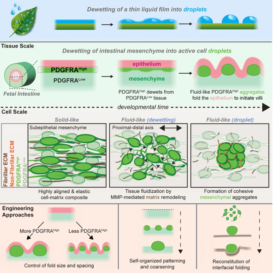Publication figure for Patterning and folding of intestinal villi by active mesenchymal dewetting