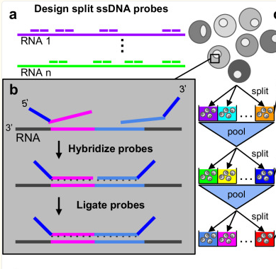 Publication figure for HybriSeq: probe-based device-free single-cell RNA profiling