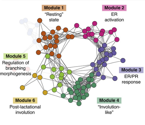 Publication figure for Mapping hormone-regulated cell-cell interaction networks in the human breast at single-cell resolution