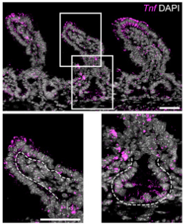 Publication figure for Epithelial TNF controls cell differentiation and CFTR activity to maintain intestinal mucin homeostasis