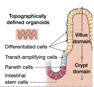 Publication figure for Setting boundaries for tissue patterning