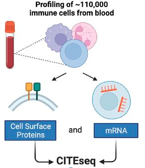 Publication figure for Mapping the Network of Coordinated Immune Dysregulation in Juvenile Dermatomyositis at Single-cell Resolution