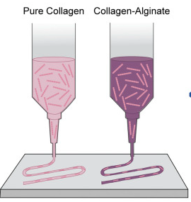 Publication figure for Tuning collagen and collagen-alginate mechanics through extrusion bioprinting process parameters