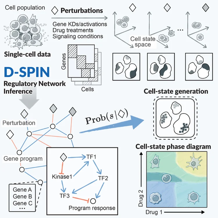 Publication figure for D-SPIN constructs regulatory network models from scRNA-seq that reveal organizing principles of perturbation response