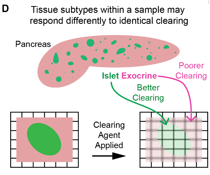 Publication figure for Strategies for Achieving High-Resolution Spatially Quantitative Three-Dimensional Imaging Using Confocal Microscopy: A Practical Guide